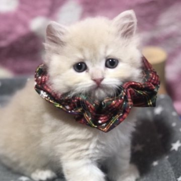 スコティッシュフォールド(立ち耳)【高知県・男の子・2025年10月31日・クリーム（ロング）】の写真「めちゃくちゃ食いしん坊さん😺オンライン見学🆗」