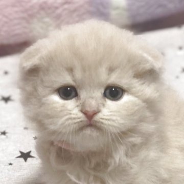スコティッシュフォールド(折れ耳)【高知県・女の子・2025年4月6日・クリーム（ロング）】の写真「クリクリのまん丸タレ目の甘えん坊ちゃんです🎵」