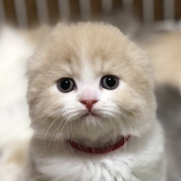 スコティッシュフォールド(折れ耳)【高知県・男の子・2025年7月2日・クリーム&ホワイト（ロング）】の写真「めちゃくちゃ甘えん坊さんですよ😺」