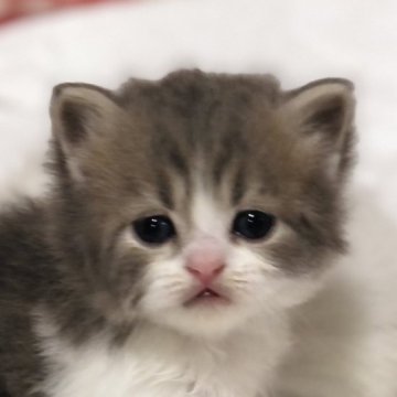 スコティッシュフォールド(立ち耳)【高知県・男の子・2024年12月14日・ブルー&ホワイト（ロング）】の写真「とっても甘えん坊な男の子😸」