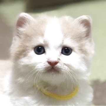 スコティッシュフォールド(立ち耳)【高知県・男の子・2025年5月26日・クリーム&ホワイト（ロング）】の写真「まん丸コロコロ、元気な男の子です😸」