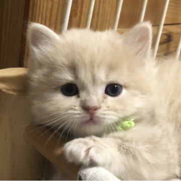 スコティッシュフォールド(立ち耳)【高知県・男の子・2025年6月29日・クリーム&ホワイト（ロング）】の写真「めちゃくちゃ甘えん坊さんですよ😺」