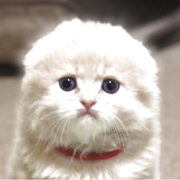 スコティッシュフォールド(折れ耳)【高知県・男の子・2025年5月26日・クリーム（ロング）】の写真「まん丸コロコロ、元気な男の子です😸」