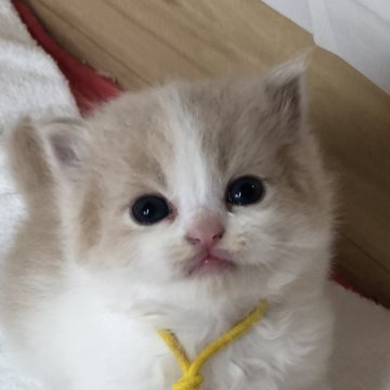 スコティッシュフォールド(立ち耳)【高知県・男の子・2024年12月14日・クリーム&ホワイト（ロング）】の写真「とっても甘えん坊な男の子😸」