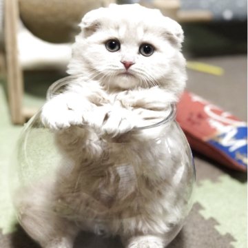 スコティッシュフォールド(折れ耳)【高知県・女の子・2025年4月6日・クリーム（ロング）】の写真「クリクリのまん丸タレ目の甘えん坊ちゃんです🎵」