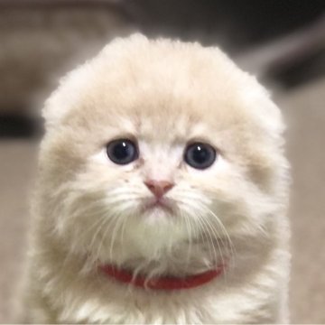 スコティッシュフォールド【高知県・男の子・2025年5月26日・クリーム（ロング）】の写真「まん丸コロコロ、元気な男の子です😸」