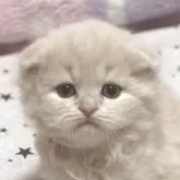 スコティッシュフォールド(折れ耳)