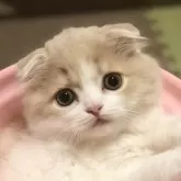 スコティッシュフォールド(折れ耳)
