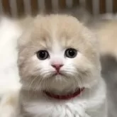 スコティッシュフォールド(折れ耳)