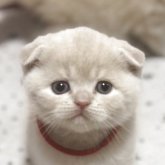 スコティッシュフォールド(折れ耳)
