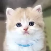 スコティッシュフォールド(立ち耳)