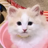 スコティッシュフォールド(立ち耳)