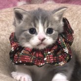 スコティッシュフォールド(立ち耳)