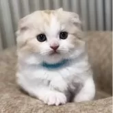 スコティッシュフォールド(折れ耳)【高知県・男の子・2025年7月2日・クリーム&ホワイト】の写真2