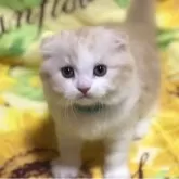 スコティッシュフォールド(折れ耳)【高知県・男の子・2025年7月2日・クリーム&ホワイト】の写真3