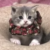 スコティッシュフォールド(立ち耳)【高知県・男の子・2025年11月3日・ブルー&ホワイト】の写真3