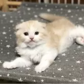 スコティッシュフォールド(折れ耳)【高知県・男の子・2025年7月2日・クリーム&ホワイト】の写真6