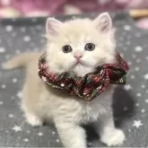 スコティッシュフォールド(立ち耳)【高知県・男の子・2025年10月31日・クリーム】の写真7