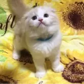 スコティッシュフォールド(折れ耳)【高知県・男の子・2025年7月2日・クリーム&ホワイト】の写真8