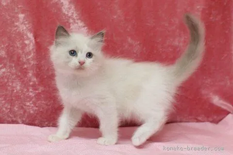 ID：1603-00096の子猫