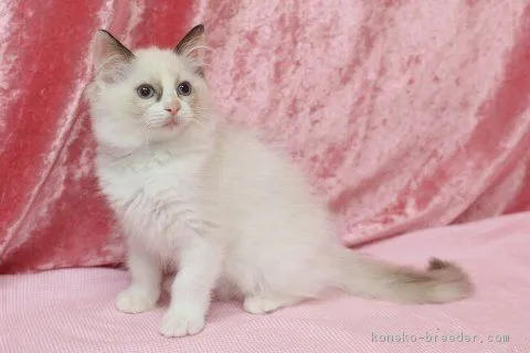 ID：1610-00459の子猫