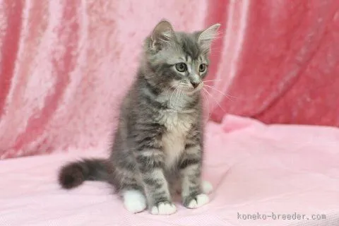 Y.S 様のお迎えした子猫