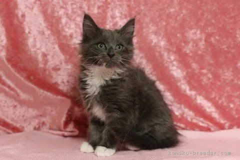 リコ 様のお迎えした子猫