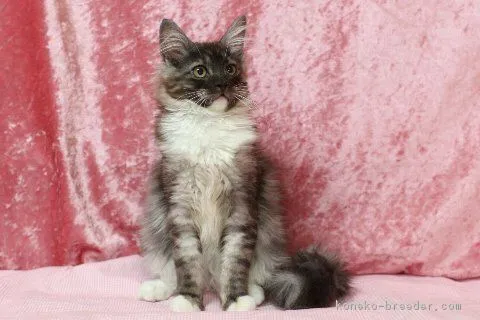 ここちゃん 様のお迎えした子猫