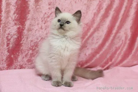 ID：1601-00347の子猫