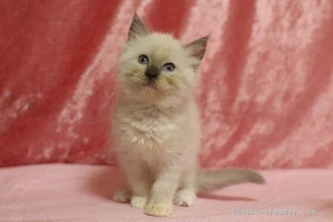 ID：2003-01060の子猫