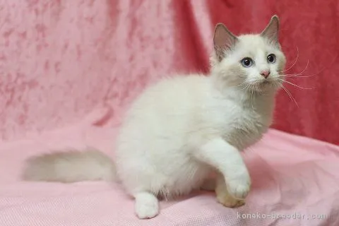 ID：1607-00421の子猫