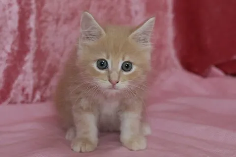 ID：1410-00035の子猫