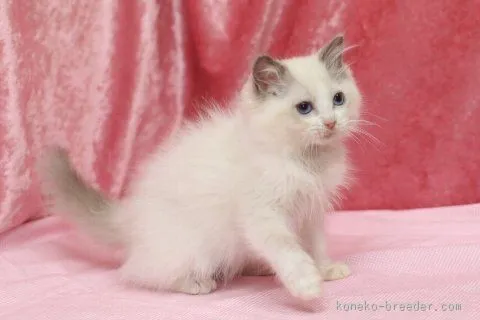 ID：1603-00095の子猫