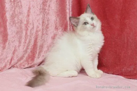 ID：2007-00436の子猫