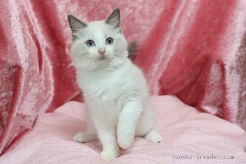 ID：1907-00107の子猫