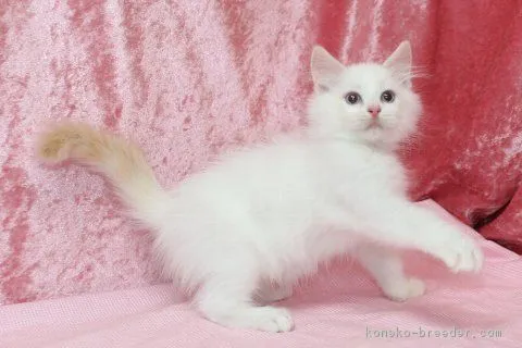 ID：1610-00464の子猫