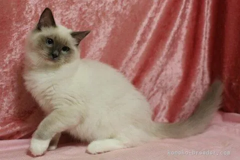 ID：1902-00214の子猫