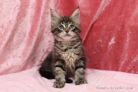 松浦　明 様のお迎えした子猫