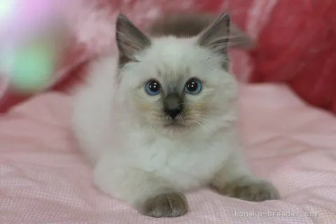 ID：1906-00596の子猫