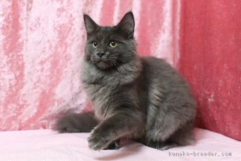 Y.T 様のお迎えした子猫