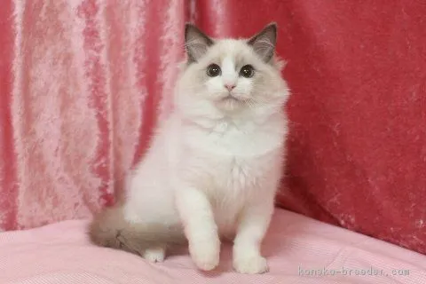 ID：1902-00215の子猫