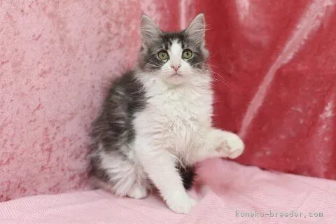 kenji 様のお迎えした子猫