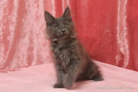 ID：1506-00126の子猫