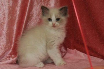 ラグドール【北海道・男の子・2014年4月30日・ブルーポイントバイカラー】の写真「草食系美男子いわゆる今どきの男の子」