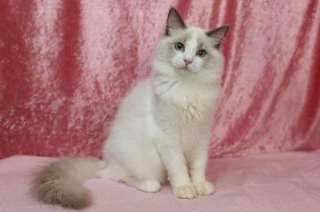 ラグドール【北海道・男の子・2019年8月27日・ブルーポイントバイカラー】の写真「ブルーポイントバイカラー・遺伝子検査情報掲載」
