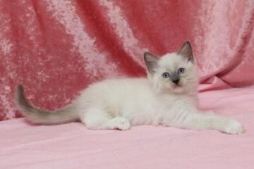 ラグドール【北海道・男の子・2016年4月12日・ブルーポイントミテッド】の写真「」