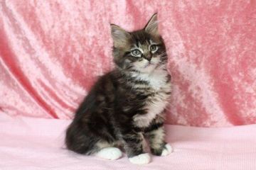 メインクーン【北海道・男の子・2016年1月22日・ブラウンクラシックタビー&ホワイト】の写真「」