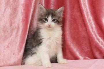 メインクーン【北海道・女の子・2019年2月18日・ブルーシルバークラシックタビー&ホワイト】の写真「ブルーシルバークラシックタビー＆ホワイトの女の子」