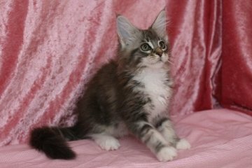 メインクーン【北海道・女の子・2014年6月10日・ブルーシルバークラシックタビー&ホワイト】の写真「白のお手々が自慢です（笑）」