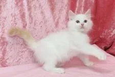 ラグドール【北海道・男の子・2016年8月20日・レッドポイントバイカラー】の写真1